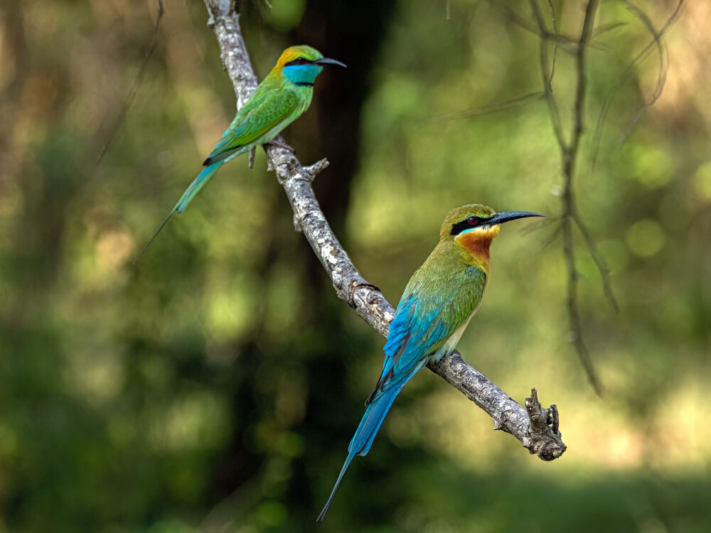 Blue-tailed Bee-eater + Asian-green Bee-eater