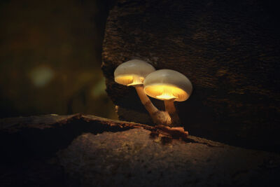 Enchanted mushrooms