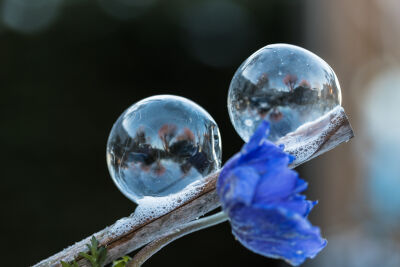 Frozen flower and bubbles