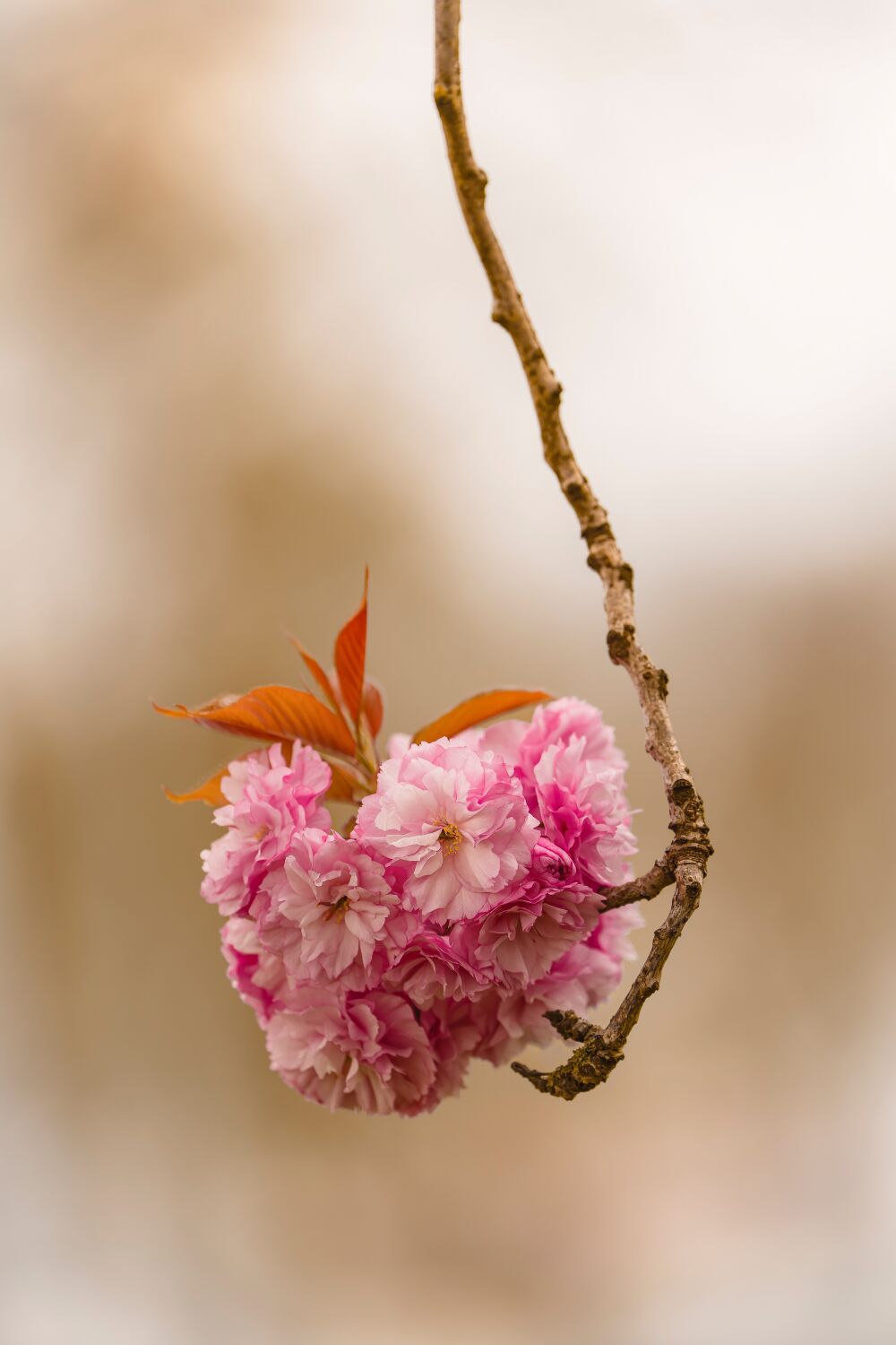 Present on a branch..
