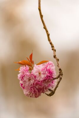 Present on a branch..
