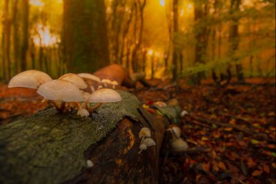 Een herfst moment in het bos met paddestoelen