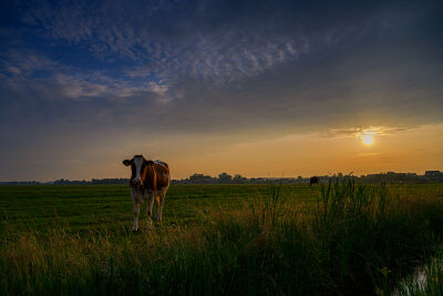 Sunset cow