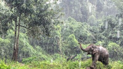 Olifant in de Regen