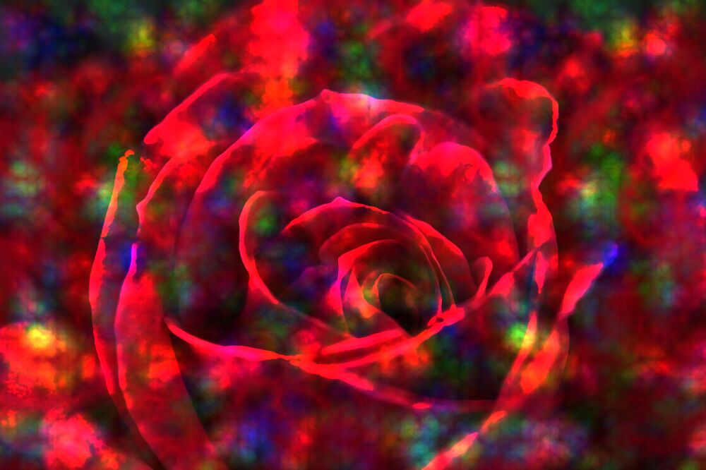 DK 136 - Abstractie van een roos