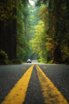 Verenigde Staten - Californië - Redwoods