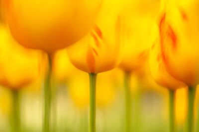Gele tulpen in zacht licht