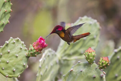 Muskiet kolibrie