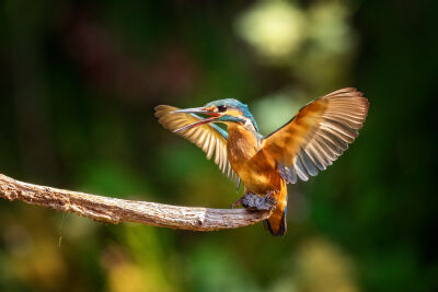 Dancing kingfisher