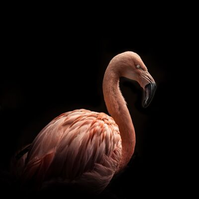 Flamingo in Black