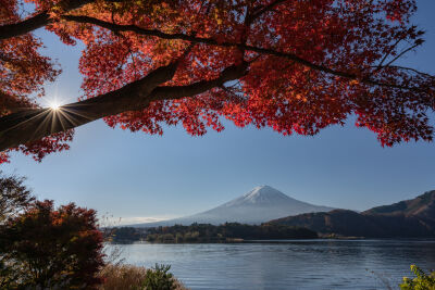 Mt Fuji with a maple tree in the foreground in autumn
