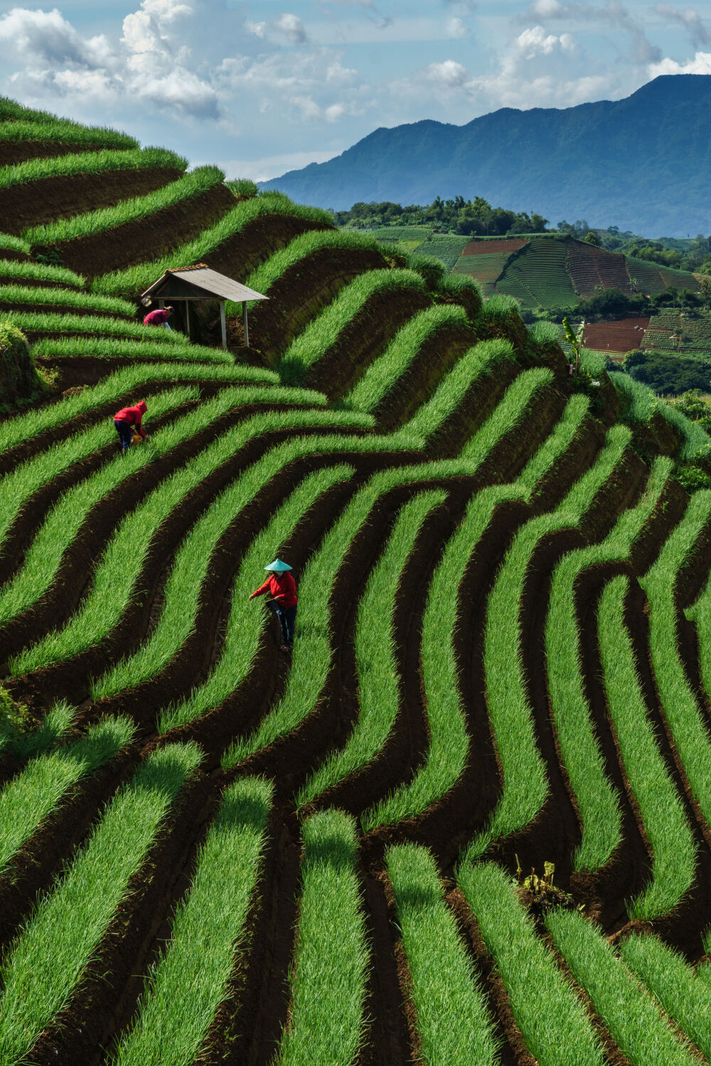 Onion farmers working in their field in Majalengka, West Java