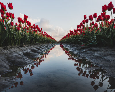 Red Tulips Reflections Goeree-Overflakkee Cloudy