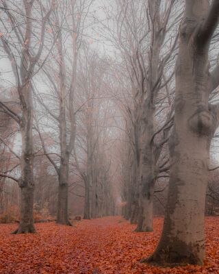 Mist in het bos tijdens de herfst