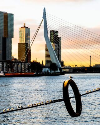 Erasmusbrug Rotterdam - Birds on a Wire Sunrise