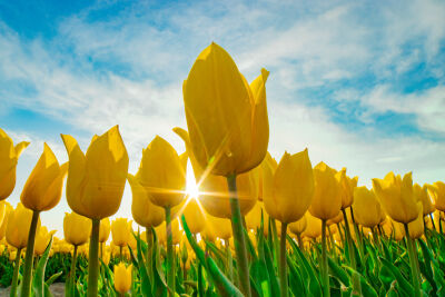 Zonnige Gele Tulpen