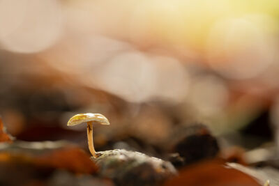 Mini paddenstoel op dennenappel