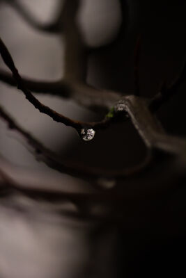 Reflection in a rain drop