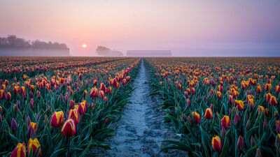 Good morning tulips