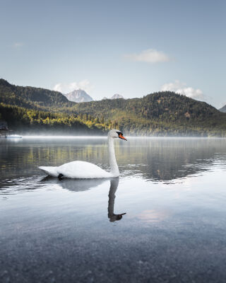 Alpsee Swan