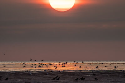 Zonsondergang in het mooie waddengebied van Friesland