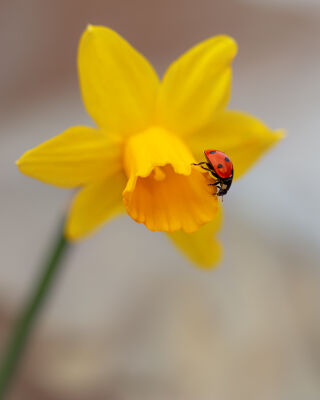Mini Narcis met lieveheersbeestje