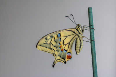 Konninginnepage,Papilio machaon