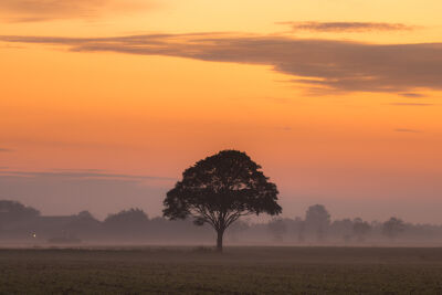 Eenzame boom op het Friese platteland