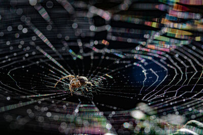 Vrolijk gekleurd spinnenweb met spin