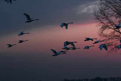 Vliegende zwanen bij zonsondergang