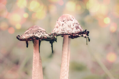 paddenstoellen