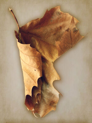 Bruin droog blad op een papieren textuur achtergrond