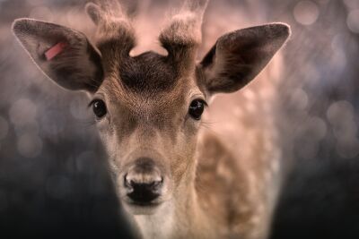 oh deer... wat een mooie ogen. Portret van een jong hert (bok)