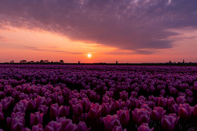 zonsopkomst tulpenveld