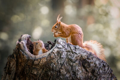 Knabbel en Babbel, twee eekhoorntjes