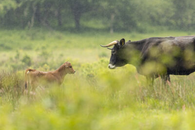 Spaanse koe met kalfje in de regen