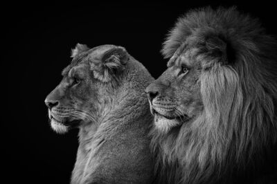 Leeuw en Leeuwin in zwart-wit