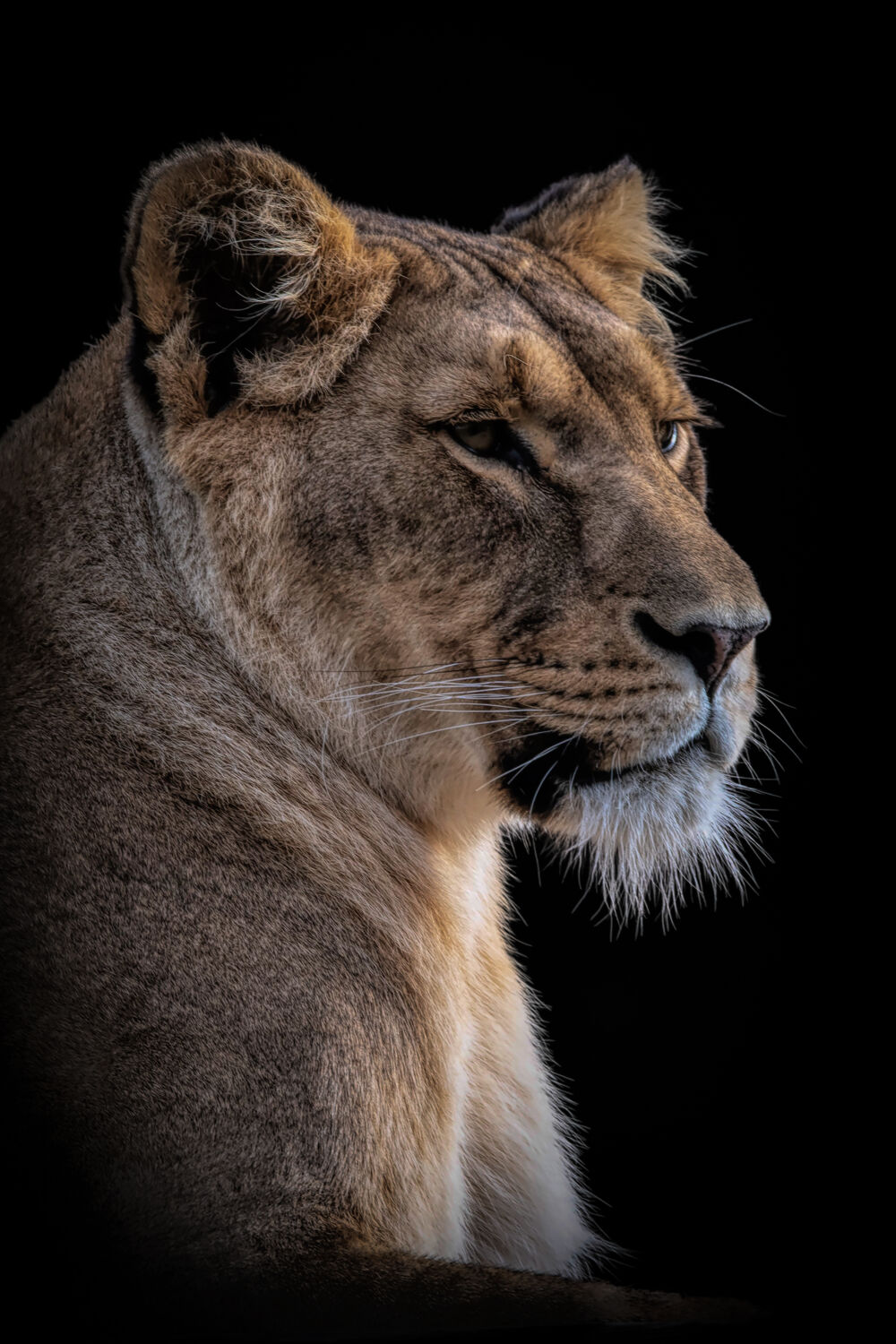 Portret mooie leeuwin