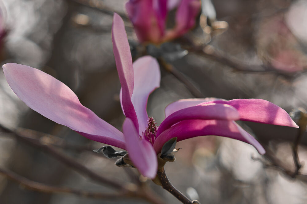 Prachtige roze magnolia in de bloei met een dromerige zachte bokeh achtergrond