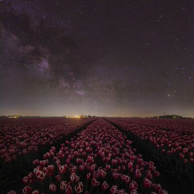 Tulpen Melkweg