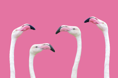 Flamingo op Pink