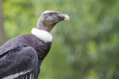 Condor in close up