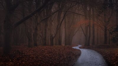 Herfst met een verlaten wandelweg in het bos