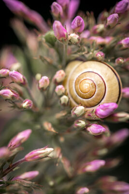@mytruecolours - Snail in Rosebuds