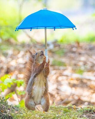 Mary Poppins Squirrel