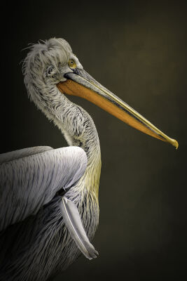 Portret pelikaan met olijfkleurige achtergrond