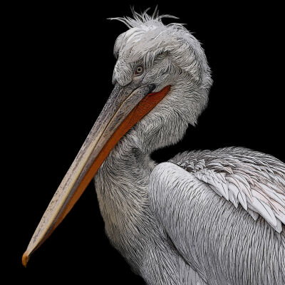 Kroeskop pelikaan poster-art
