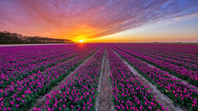 Tulpen op Texel.