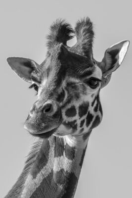 Portret giraffe zwart-wit