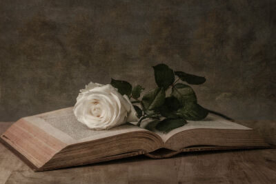 Een witte roos op een opengeslagen boek